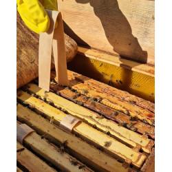 Skābeņskābes- glicerīna plāksnītes (iepakojumā 20 plāksnītes)